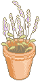 Potted plant