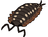 Isopod